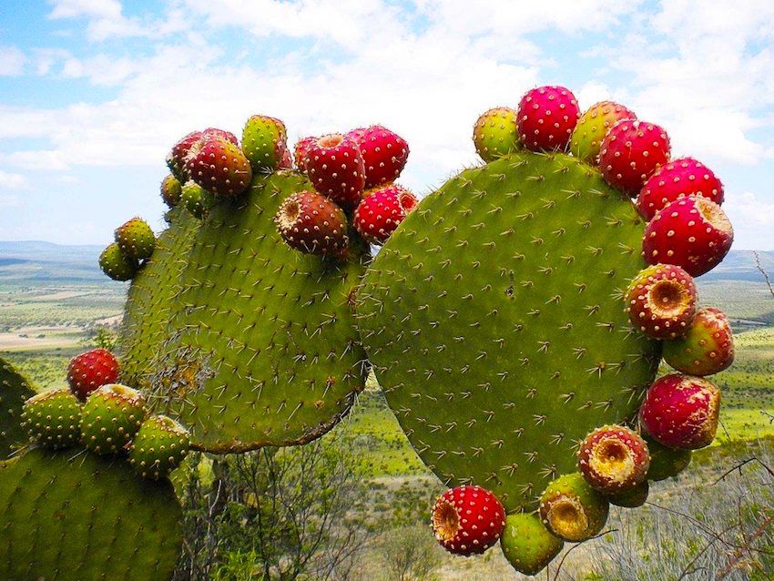 cosmetica cactus
