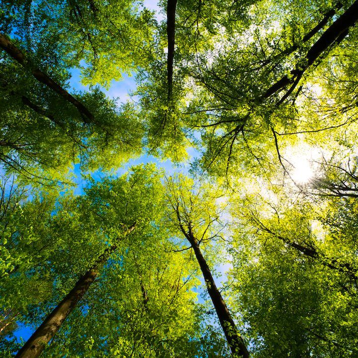 medioambiente