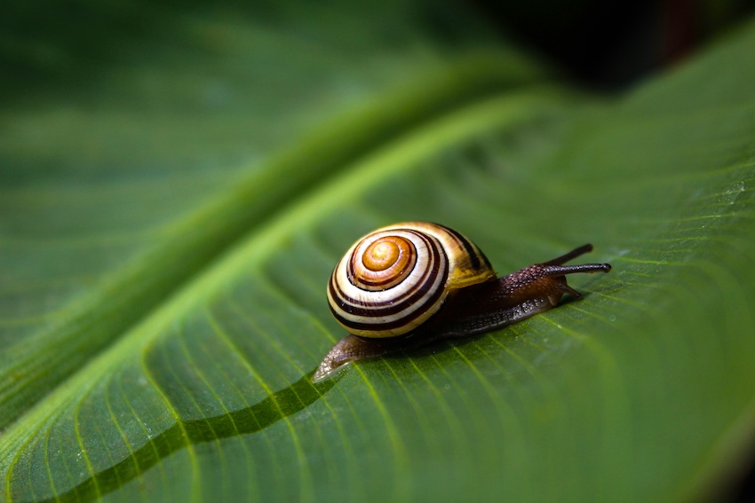 En la cosmética natural la baba de caracol es un ingrediente muy apreciado y utilizado para el cuidado de la piel.