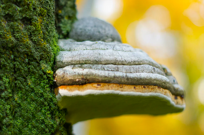 El hongo Chaga se encuentra en los bosques boreales de zonas con clima muy frío como Siberia o Canadá.
