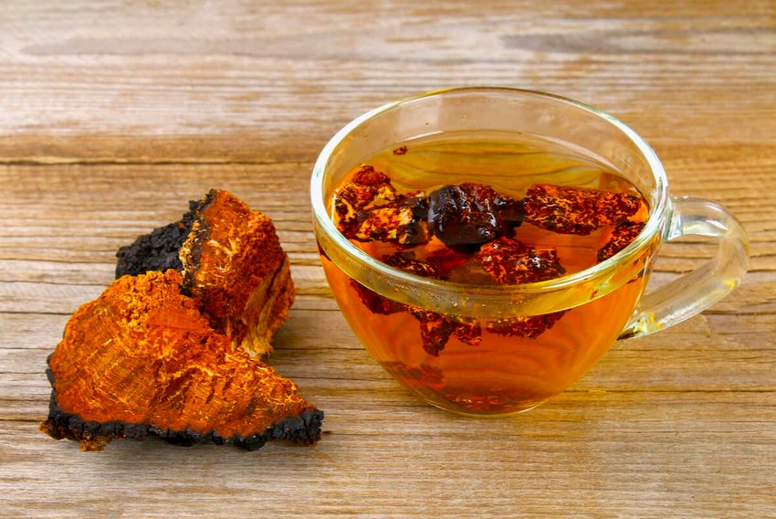 El hongo Chaga se puede tomar como infusión y es beneficioso como complemento nutricional.