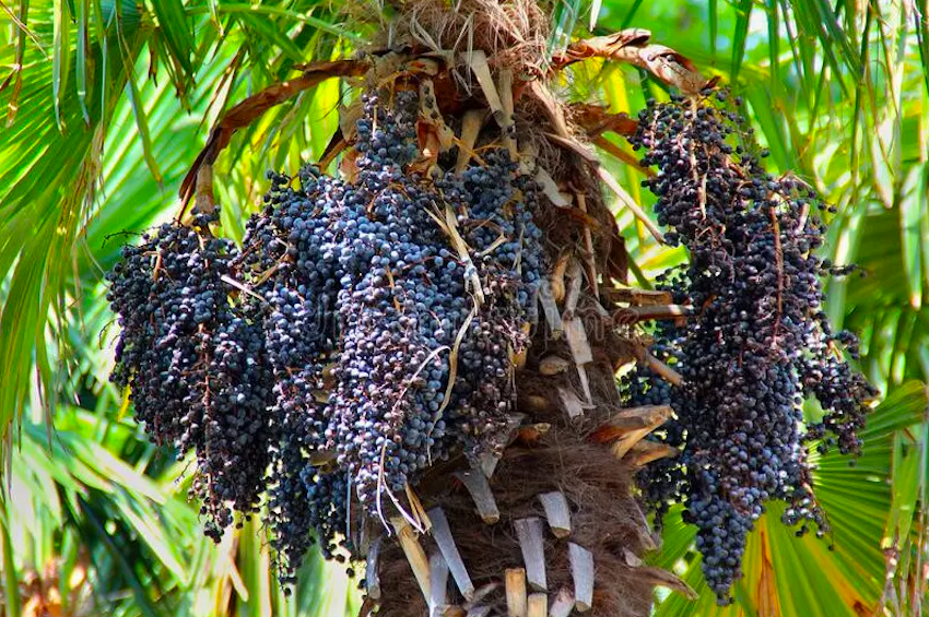 El açaí es un fruto que ya es considerado un superalimento gracias a sus propiedades nutrientes y curativas.